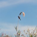 BWA NW OkavangoDelta 2016DEC01 Nguma 027 : 2016, 2016 - African Adventures, Africa, Botswana, Date, December, Month, Ngamiland, Nguma, Northwest, Okavango Delta, Places, Southern, Trips, Year